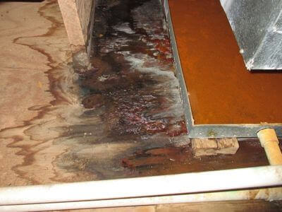 About BlueNest Co - water damage restoration experts in Santa Monica
